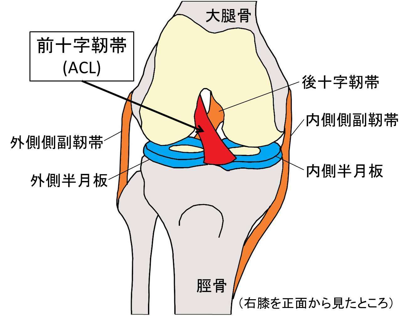 名張市iroha整骨院スポーツジム～膝の外側の痛み　外側半月板損傷～